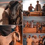 Average Eid ram prices fall in eastern Libya to about US$ 163