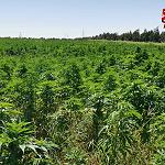 Public Prosecutor initiates criminal proceedings against marijuana farmer in Sebha