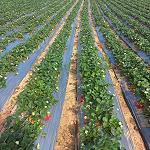 Strawberry cultivation in Libya is a thriving economic resource