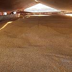 Libya imports 38,000 tonnes of corn and 19,000 tonnes of wheat from Ukraine in April